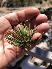 Pinus cembroides