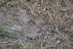 Sympetrum striolatum