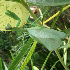 Polyspilota aeruginosa