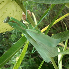 Polyspilota aeruginosa