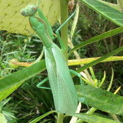 Polyspilota aeruginosa