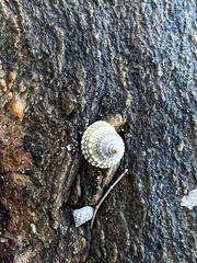 Cenchritis