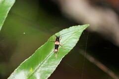 Glenea anticepunctata