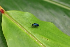 Ischalia indigacea