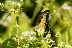 Heraclides androgeus