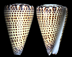 Conus litteratus