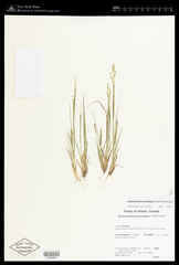 Dichanthelium perlongum