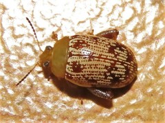 Calotheca