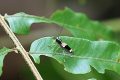 Glenea anticepunctata