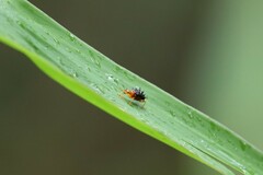 Hoplapoderus hystrix
