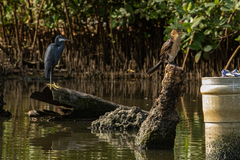 Microcarbo africanus