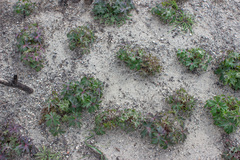 Delphinium cardinale