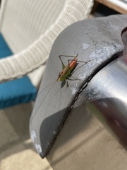 Conocephalus brevipennis