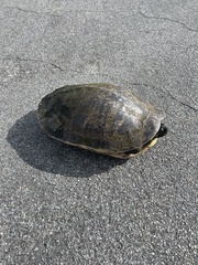 Pseudemys peninsularis