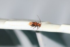 Pterolophia crassipes