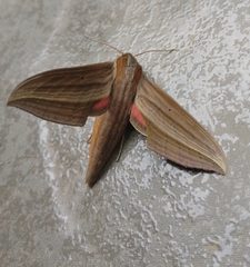 Xylophanes cthulhu
