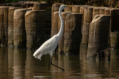 Ardea alba