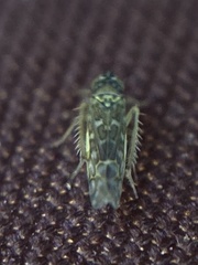 Eupteryx