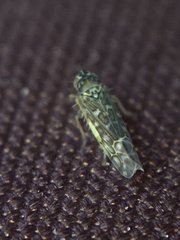 Eupteryx