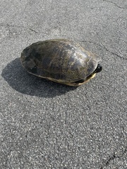 Pseudemys peninsularis