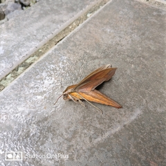 Xylophanes cthulhu