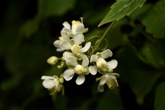 Cardiospermum grandiflorum