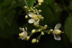 Cardiospermum grandiflorum