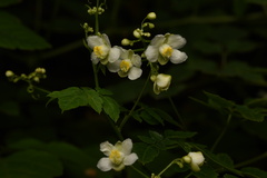 Cardiospermum grandiflorum