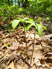Isotria verticillata