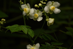 Cardiospermum grandiflorum