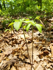 Isotria verticillata