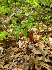 Isotria verticillata