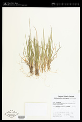 Dichanthelium perlongum