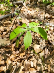 Isotria verticillata