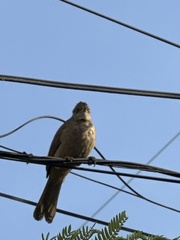 Pycnonotus conradi