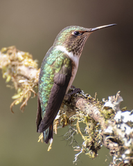 Selasphorus flammula