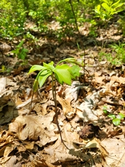 Isotria verticillata