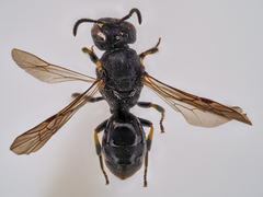 Hylaeus pectoralis