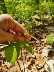 Isotria verticillata