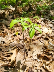 Isotria verticillata