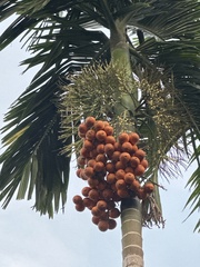 Areca catechu