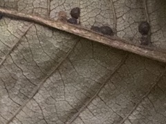 Coleosporium plumeriae