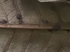 Coleosporium plumeriae