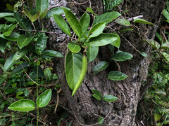 Parsonsia alboflavescens