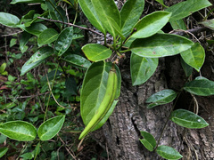 Parsonsia alboflavescens