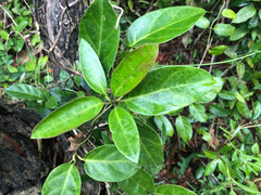 Parsonsia alboflavescens