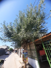 Fraxinus angustifolia