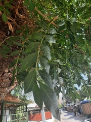 Fraxinus angustifolia