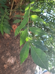 Fraxinus angustifolia