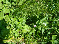 Cardamine raphanifolia